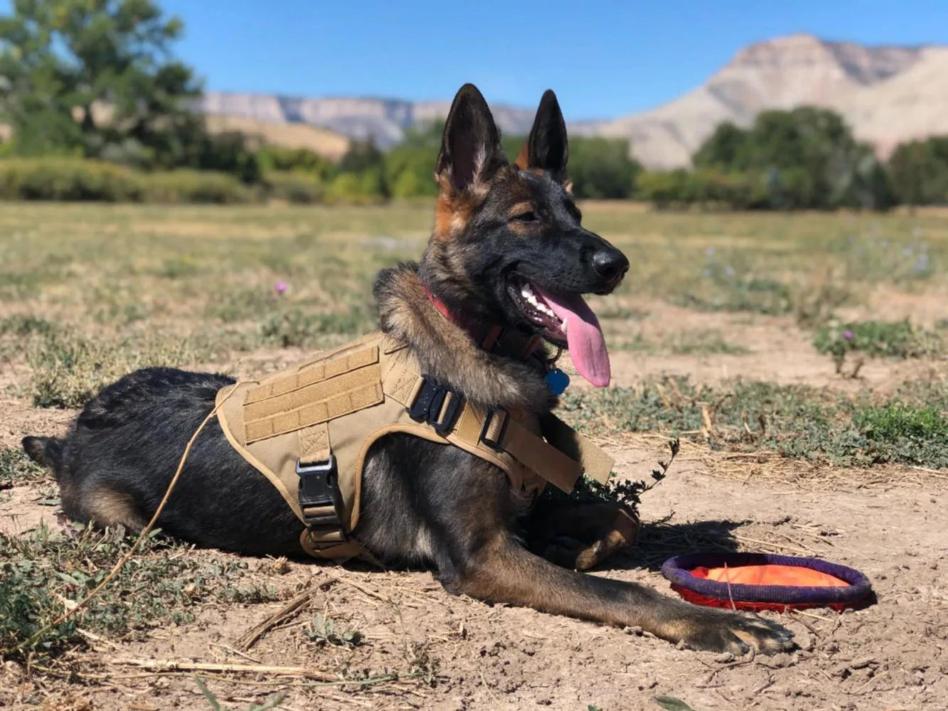 Dog Harness And Collar Set Adjustable Tactical Vest And Collar